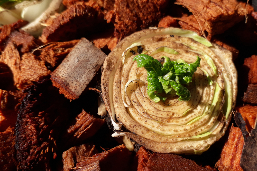 7 Vegetables You Can Regrow From Scraps