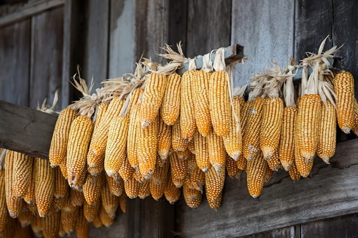 Sun-drying food